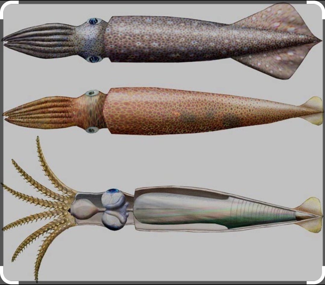 Белемнит, реконструкция. Взято с просторов интернете.