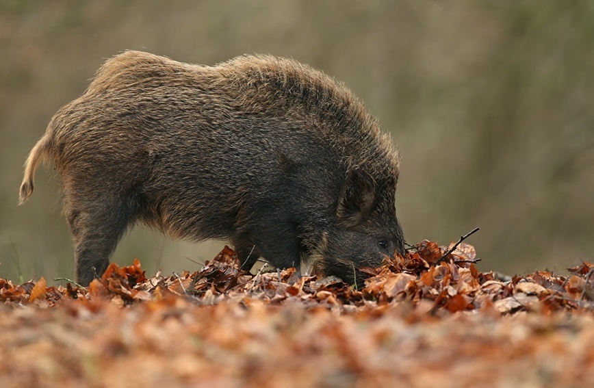     Фото: 1zoom.ru