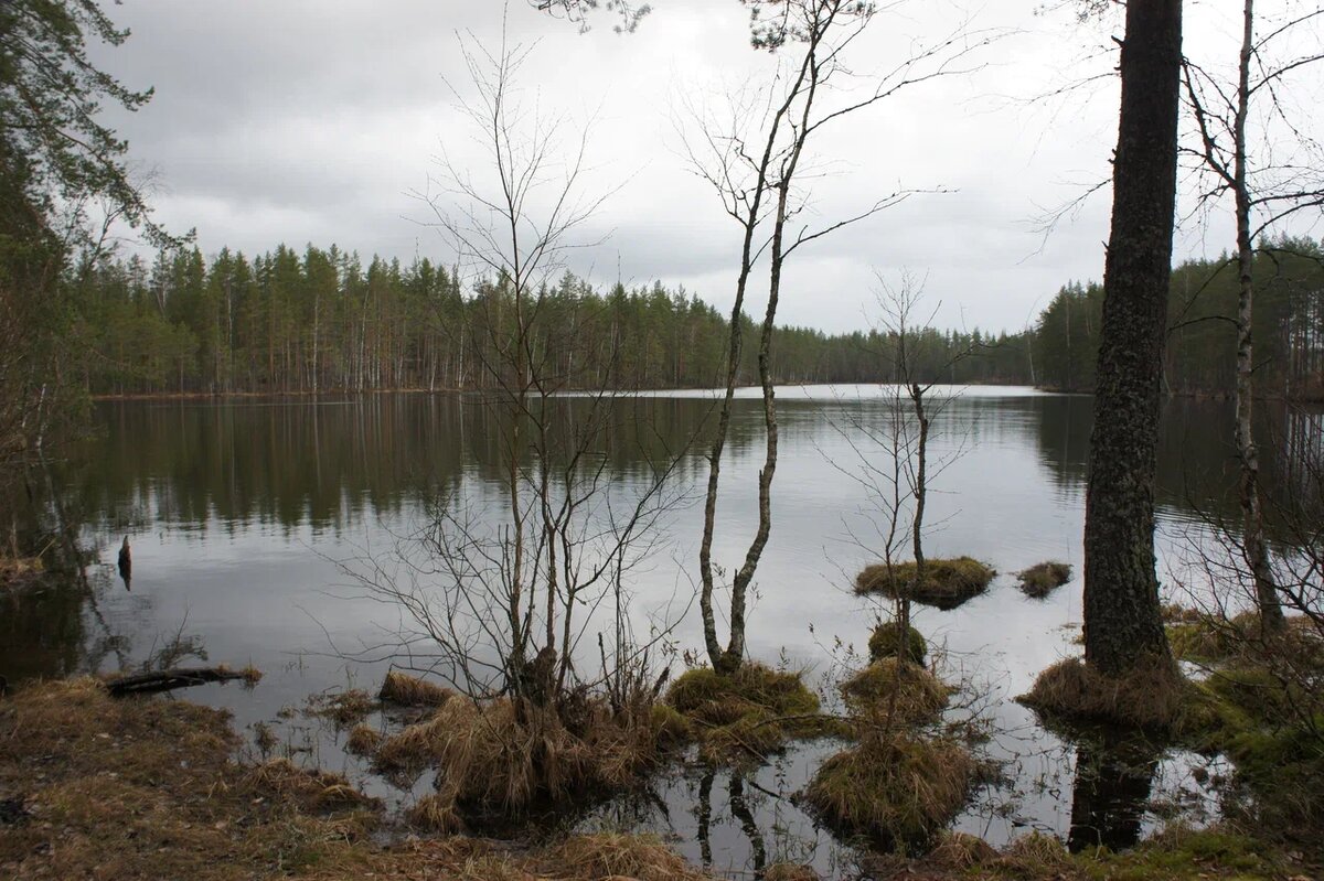 На экскурсии по Линии Маннергейма, сектор Ляйпесуо.