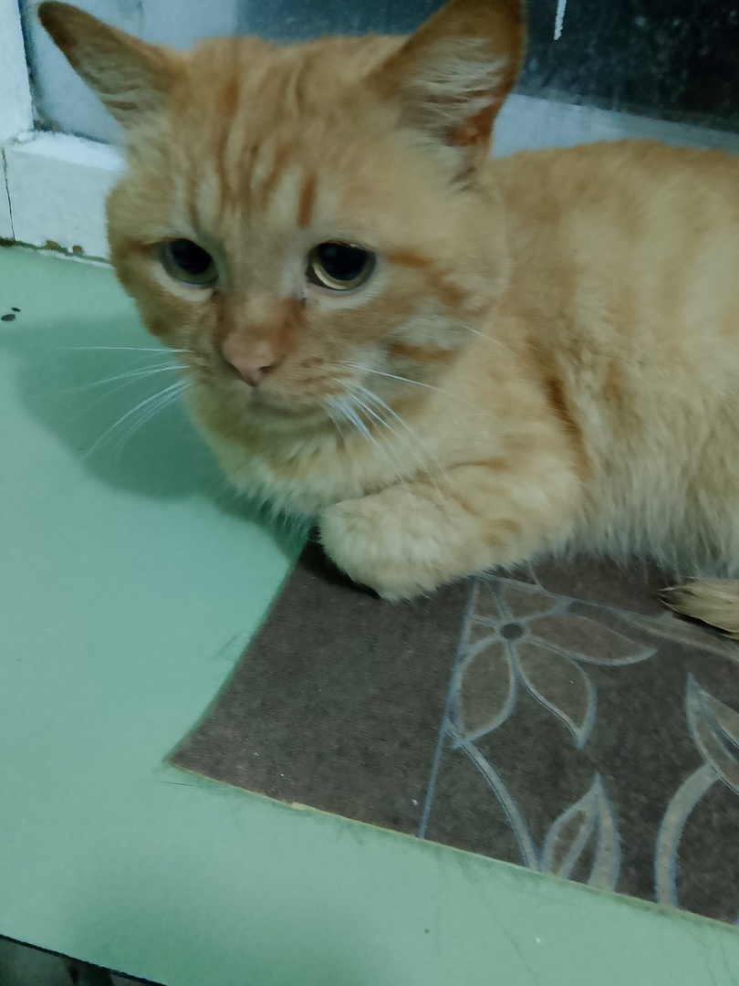 Котик Мажор