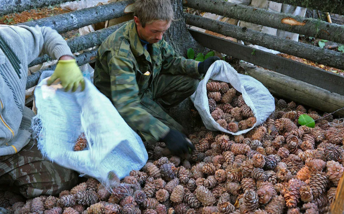 В каком месяце собирают кедровые орехи. Сбор кедровой шишки. Сбор кедровых шишек в сибири. Добыча кедрового ореха. Кедр сибирский орехи.