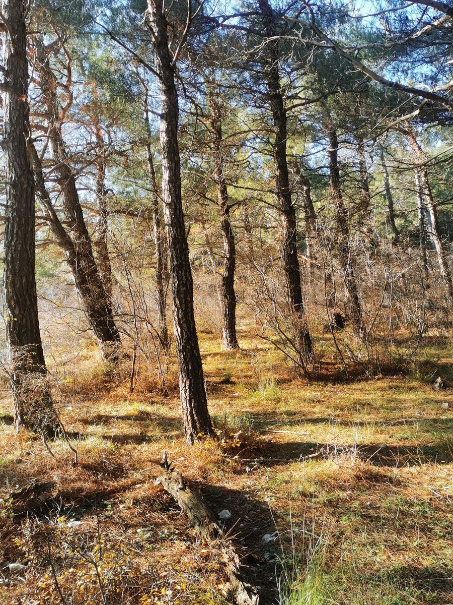 1 декабря где-то в лесу под Кабардинкой