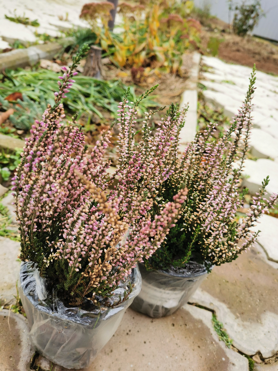 Вот из за них была затеяна вся эта авантюра. 