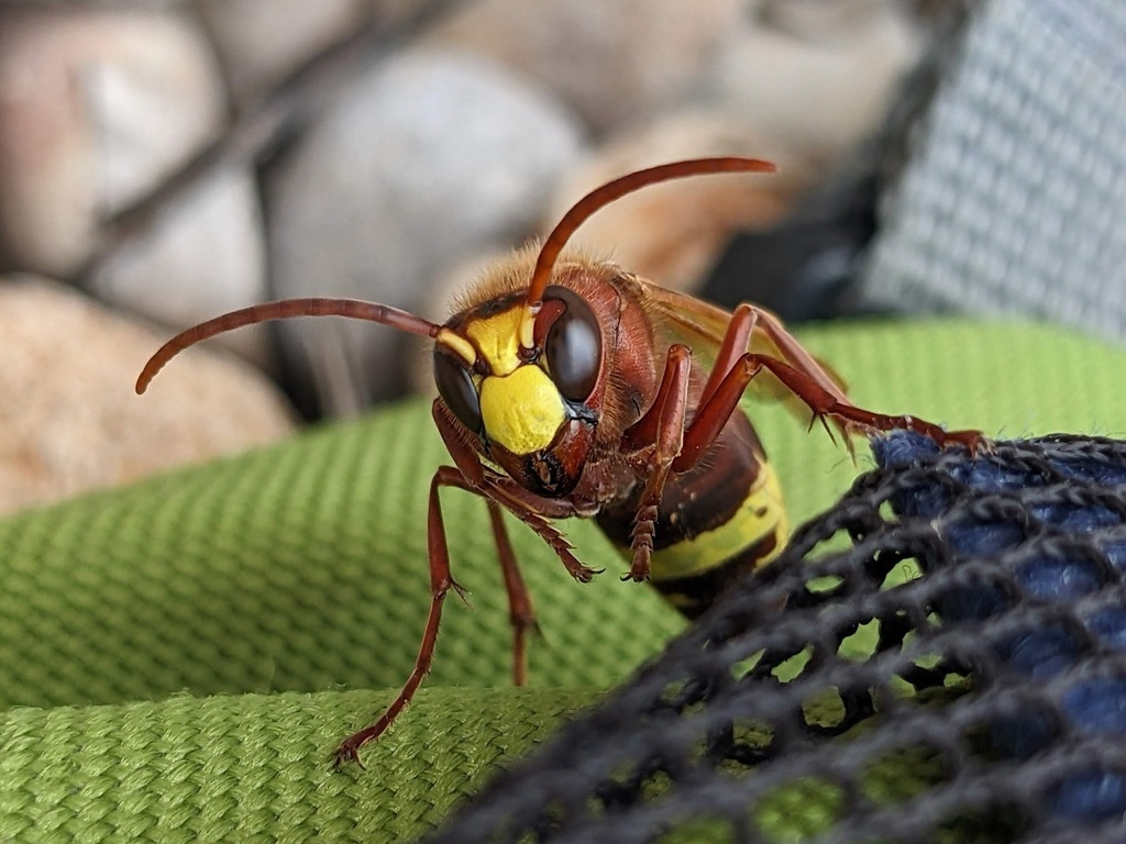 Слыш, брат, дай полтинник, трубы горят!
