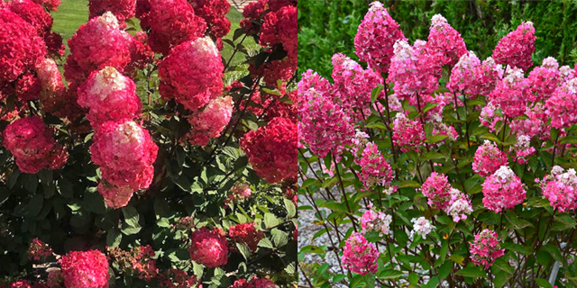 гортензия метельчатая "Лидия Самарская"