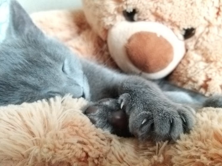     Иногда сны оказываются такими яркими, что потом весь день не могут выйти из головы. Фото: МК в Мурманске