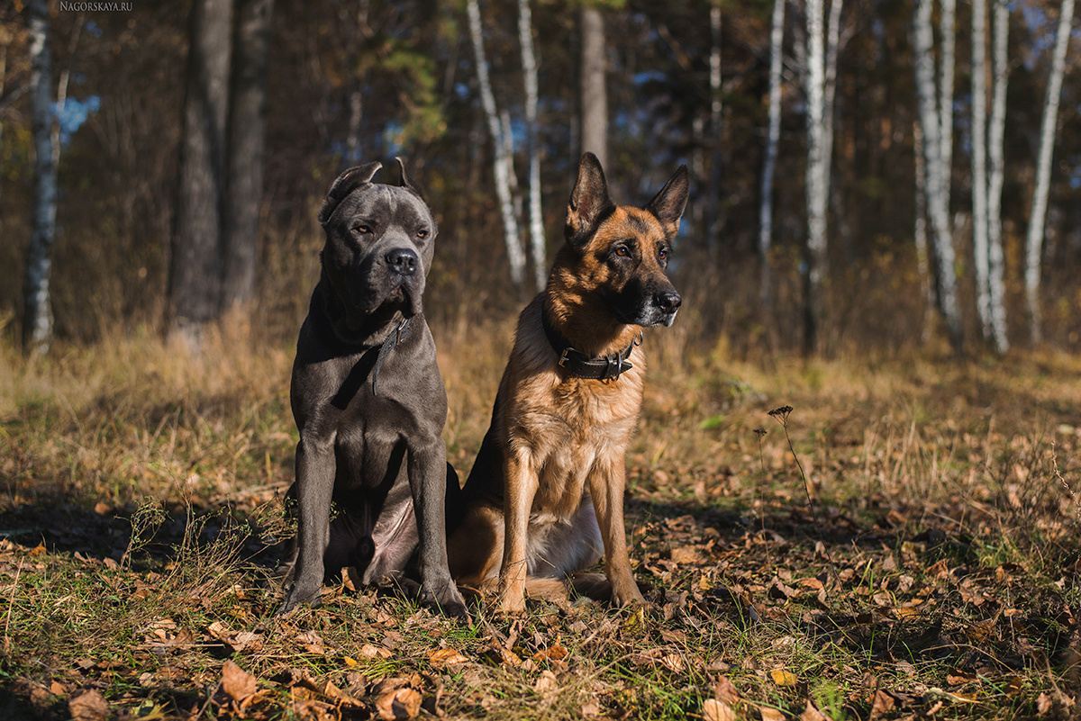 Фирин и Кива 2017 год