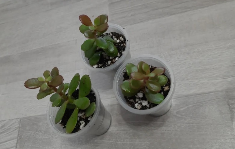 Толстянка славится своей неприхотливостью в уходе