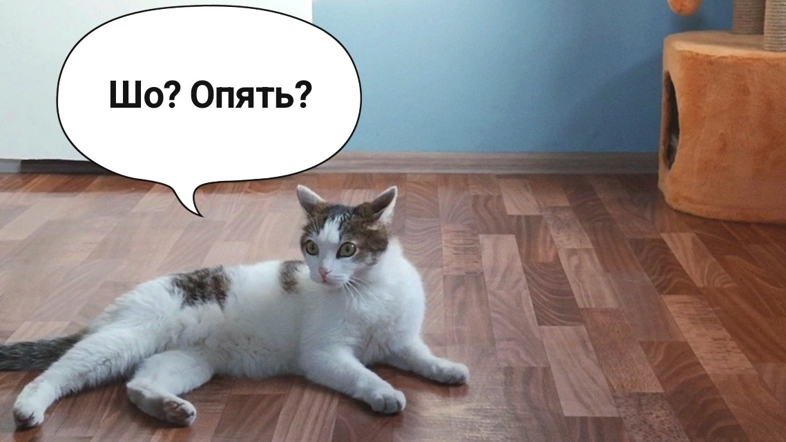 Твой лицо, когда новая кошка предложила побесогонить