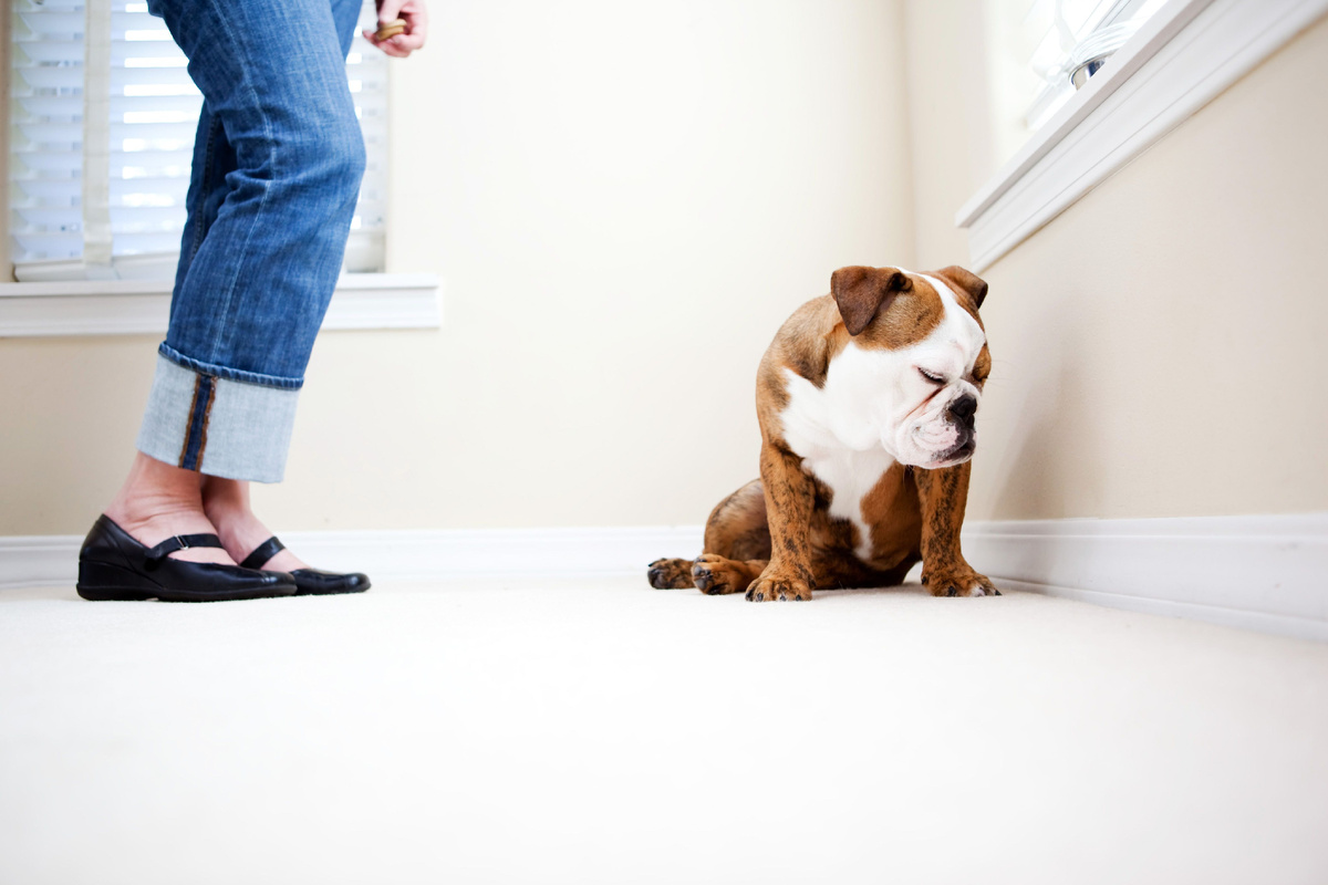 источник фото: https://www.thesprucepets.com/thmb/RvfDlZY77d2i4g7TJMgbJDNugnQ=/4096x0/filters:no_upscale():strip_icc()/baddog-GettyImages-125884782-5654fbde5f9b5835e4323ffa.jpg