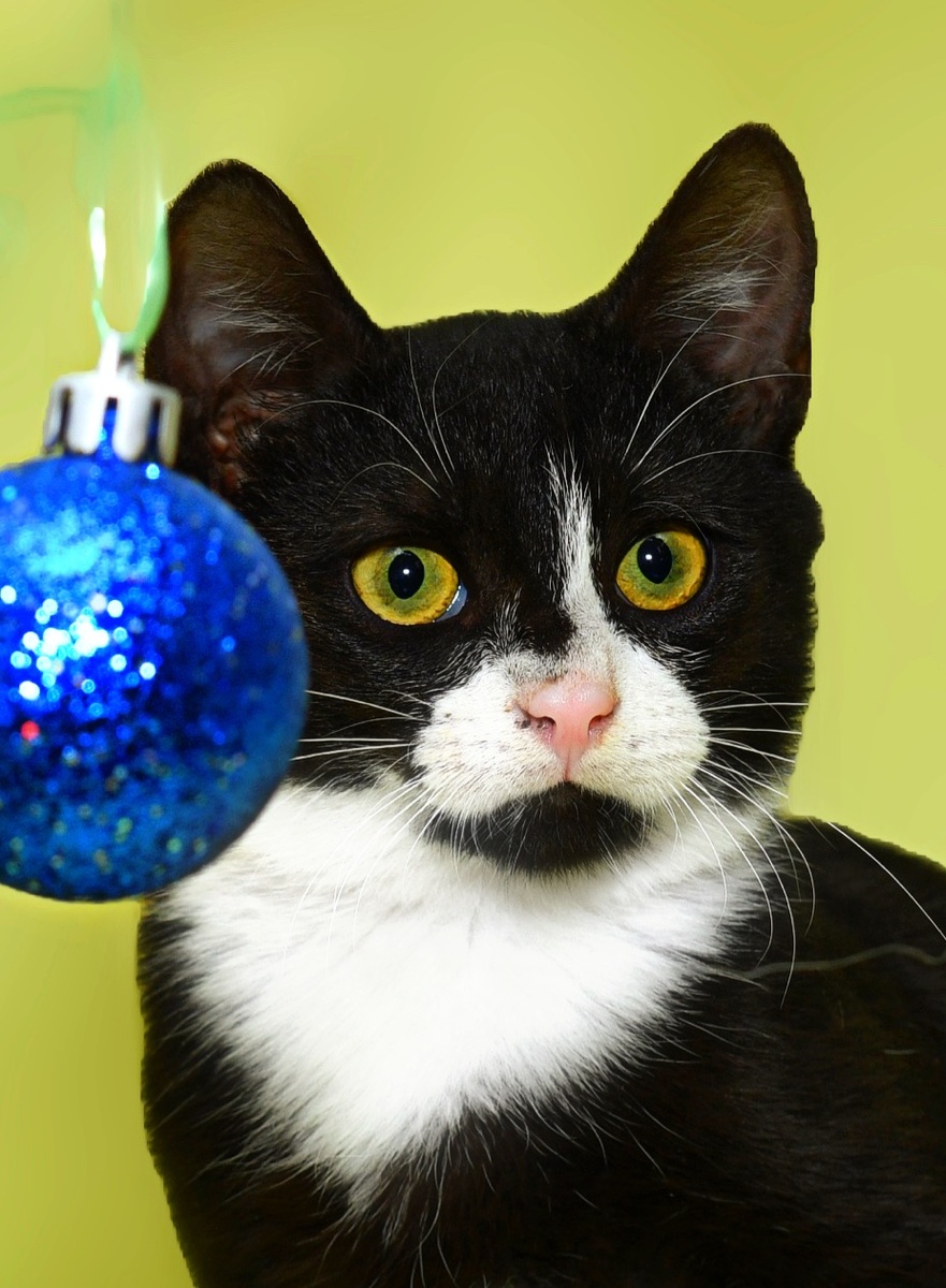 Сейчас я такой. Но буду когда вырасту, еще красивее