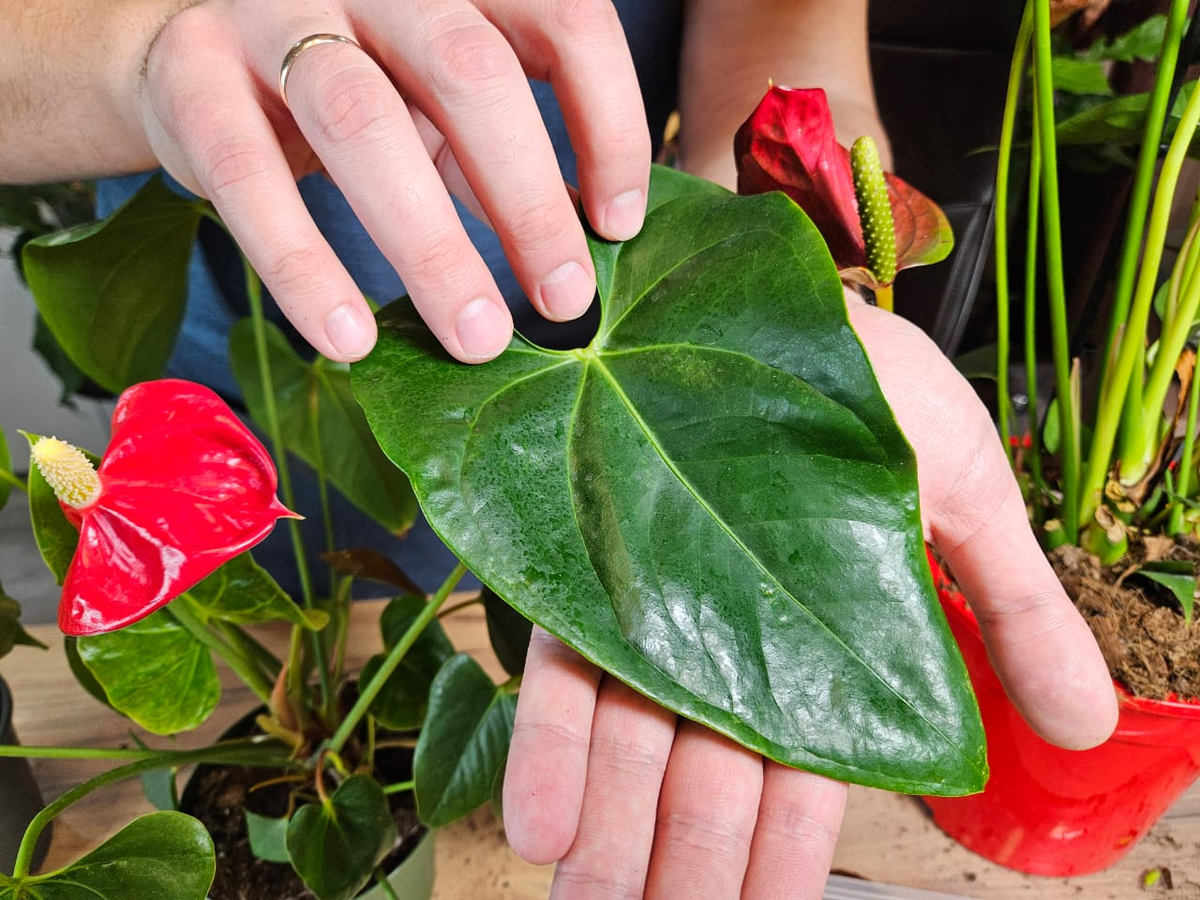 Осматриваем растение на наличие вредителей