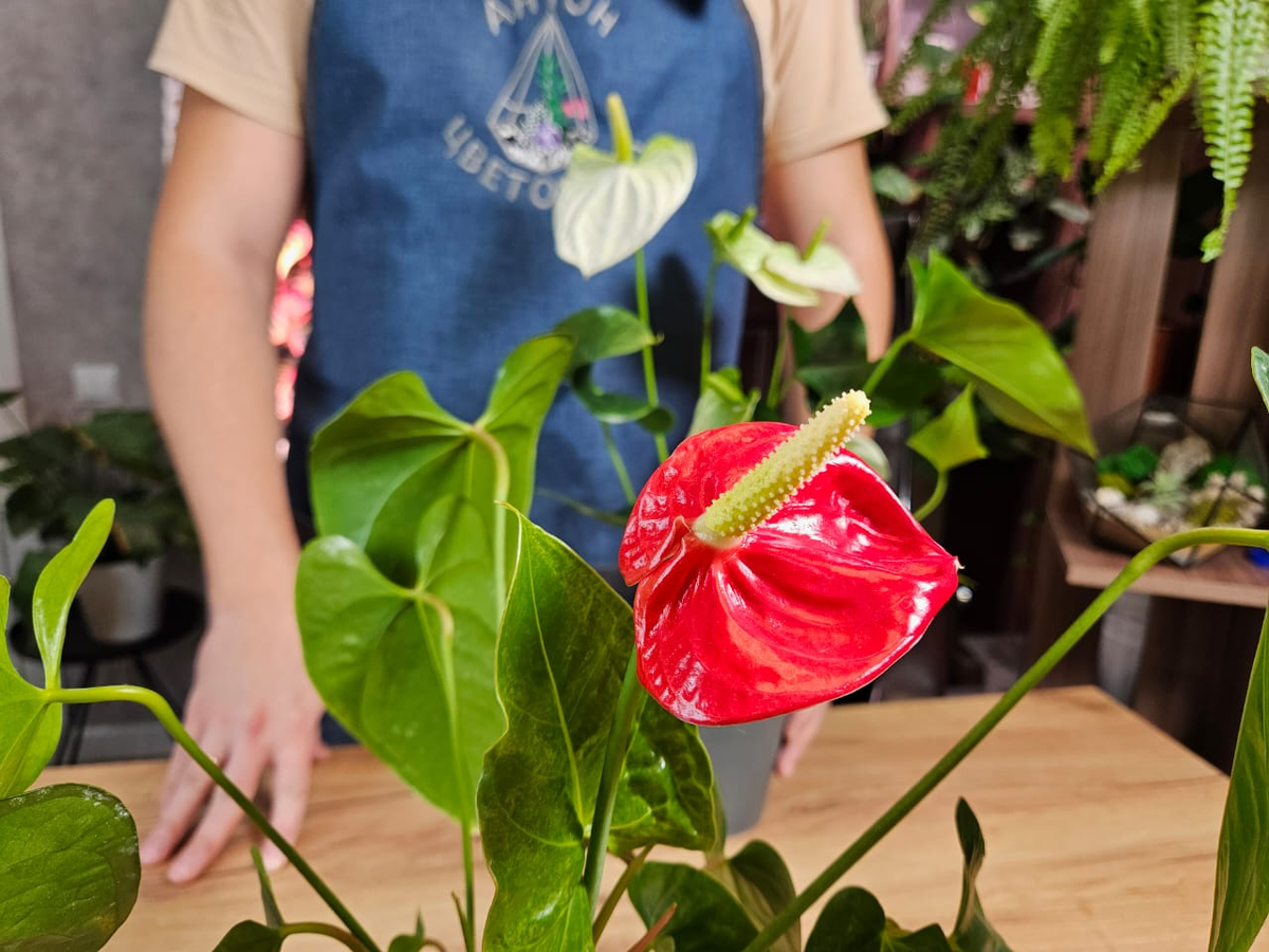 Начал делать по-своему - и антуриум ожил