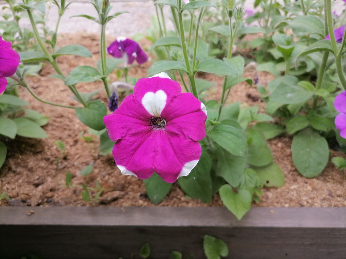 Петуния из смеси Балконная, фото автора