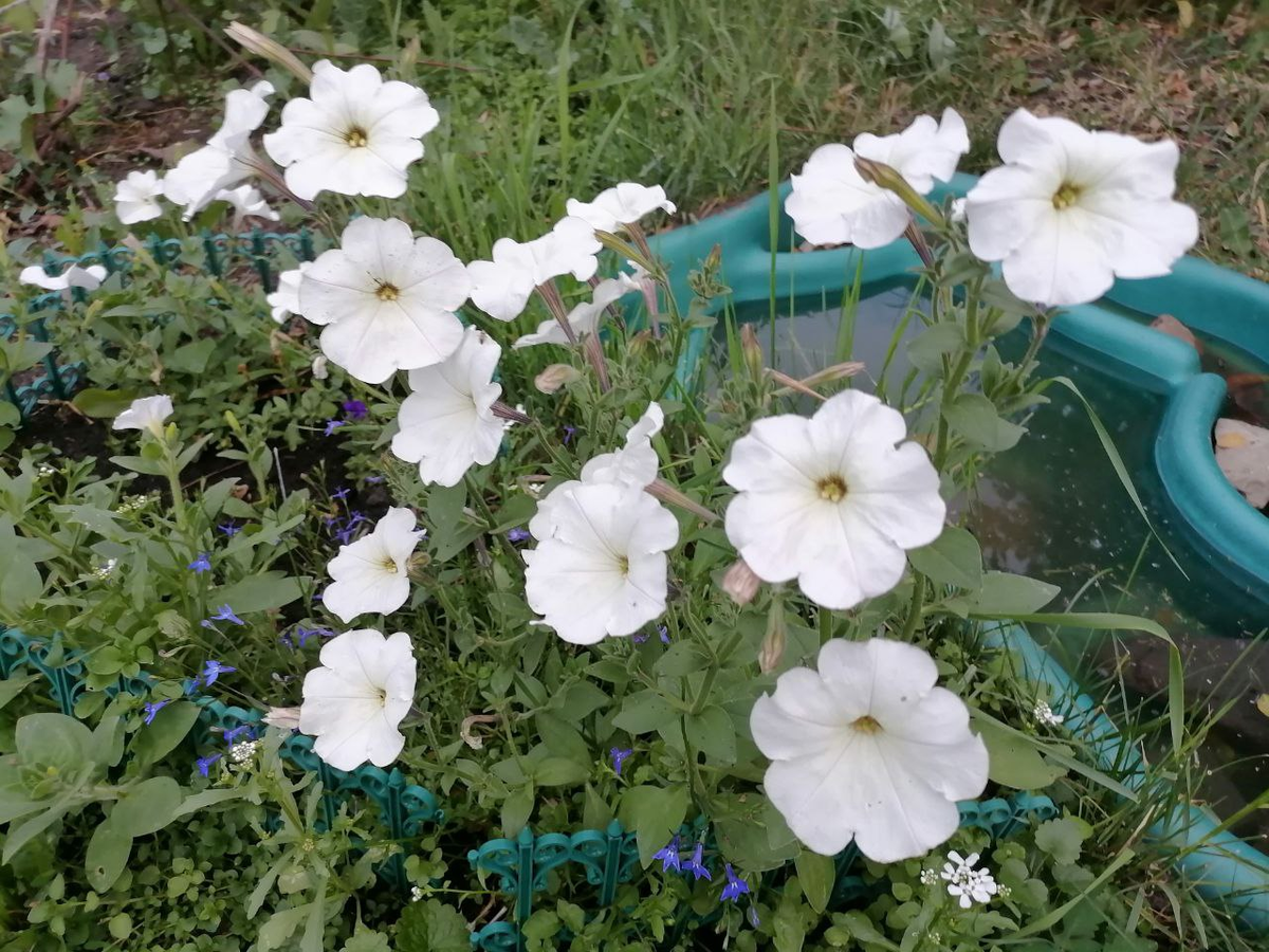 Петуния Снежный шар - очень простой и старый сорт, фото автора из прошлого года