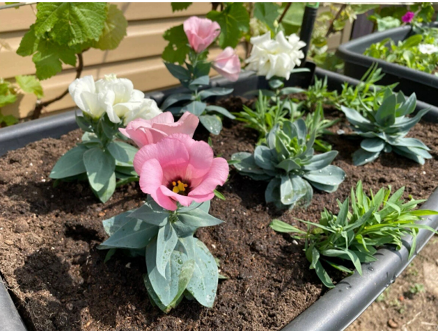 выращивание эустомы из семян