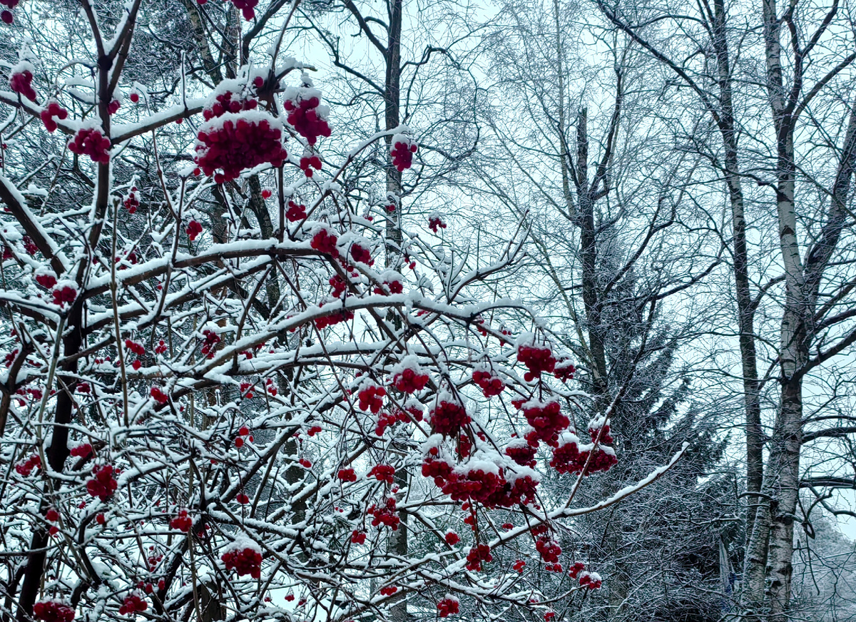 Конец декабря. Новый год на пороге. 