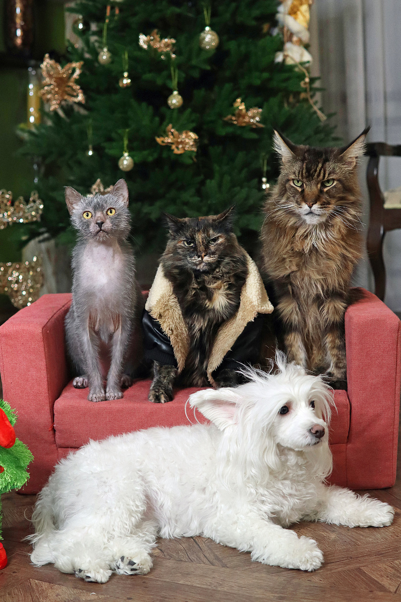 Пушистая компания в сборе