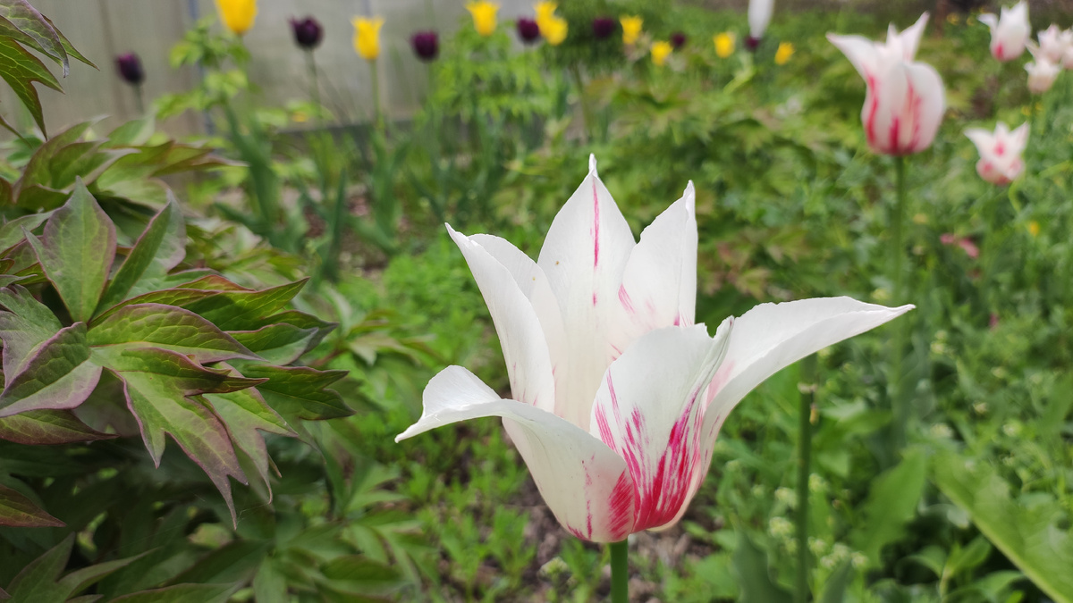 Тюльпан Marilyn в нашем саду.