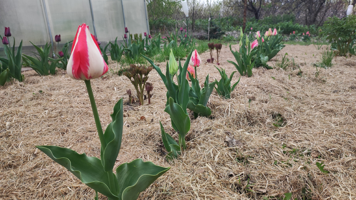 Тюльпан Мэрилин в нашем саду. Ещё не набрал свою высоту, это только начало.