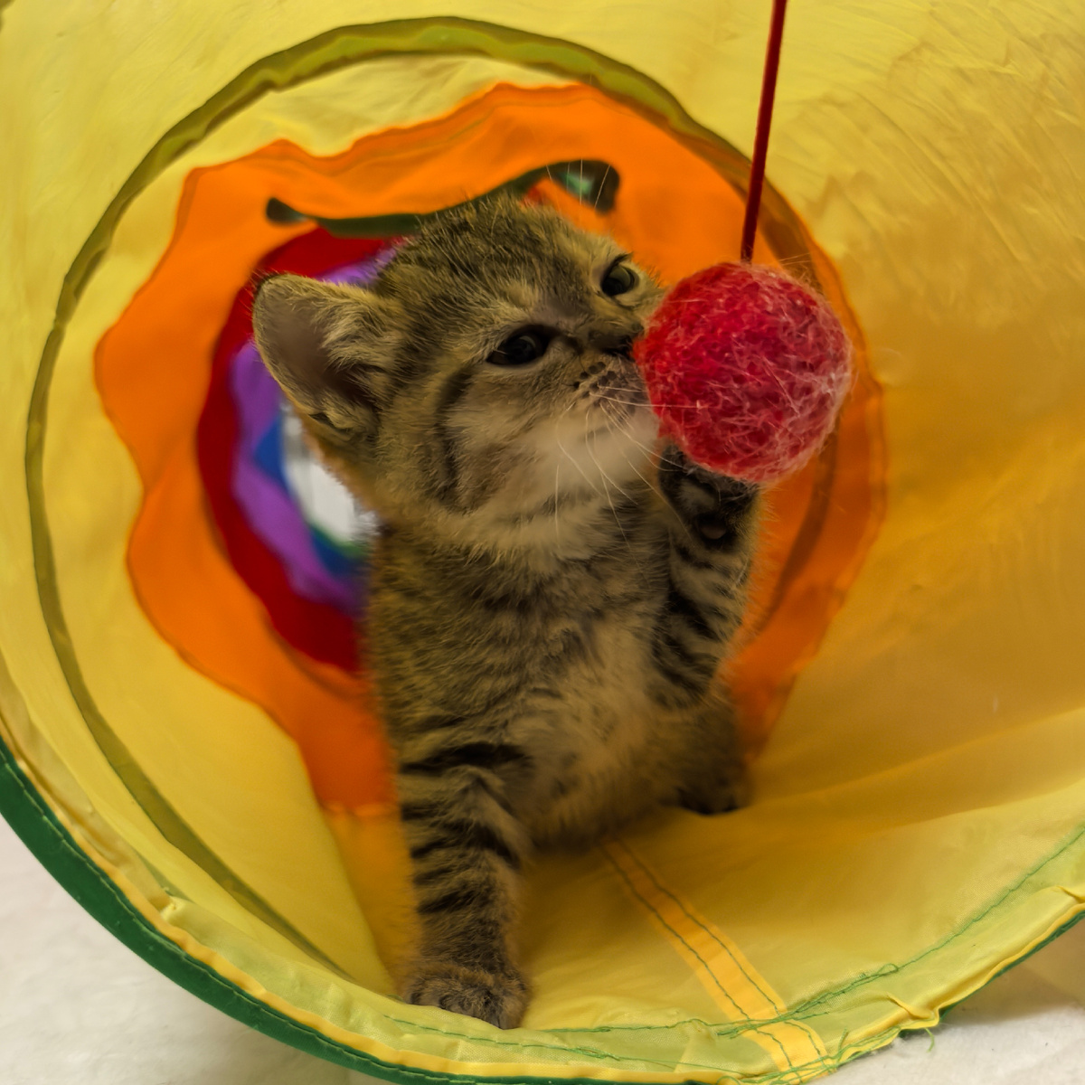 Милаш в кошачьем тоннеле