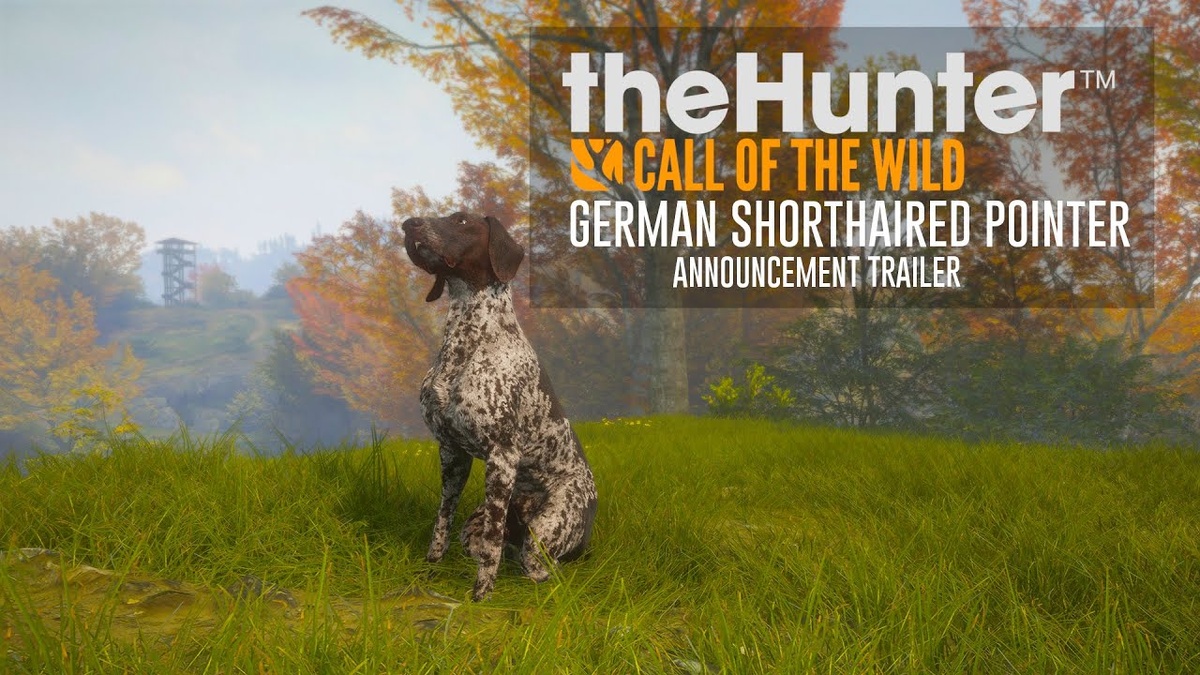 Дополнение Немецкий короткошерстный пойнтер (German Shorthaired Pointer) для игры theHunter: Call of the Wild!
