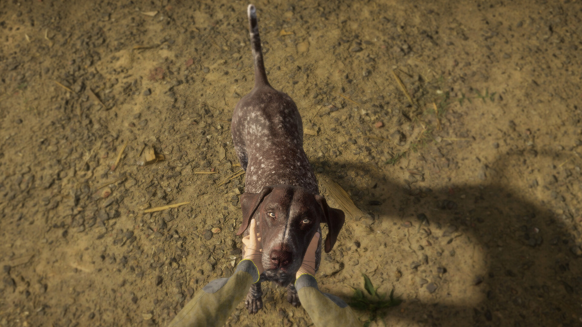Дополнение Немецкий короткошерстный пойнтер (German Shorthaired Pointer) для игры theHunter: Call of the Wild!
