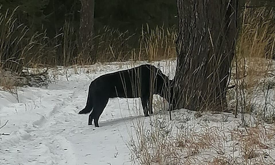 Зося помогает искать брусничник.