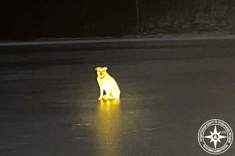    Хатико из Башкирии: собака четыре дня ждала хозяина на льду, который утонул в реке