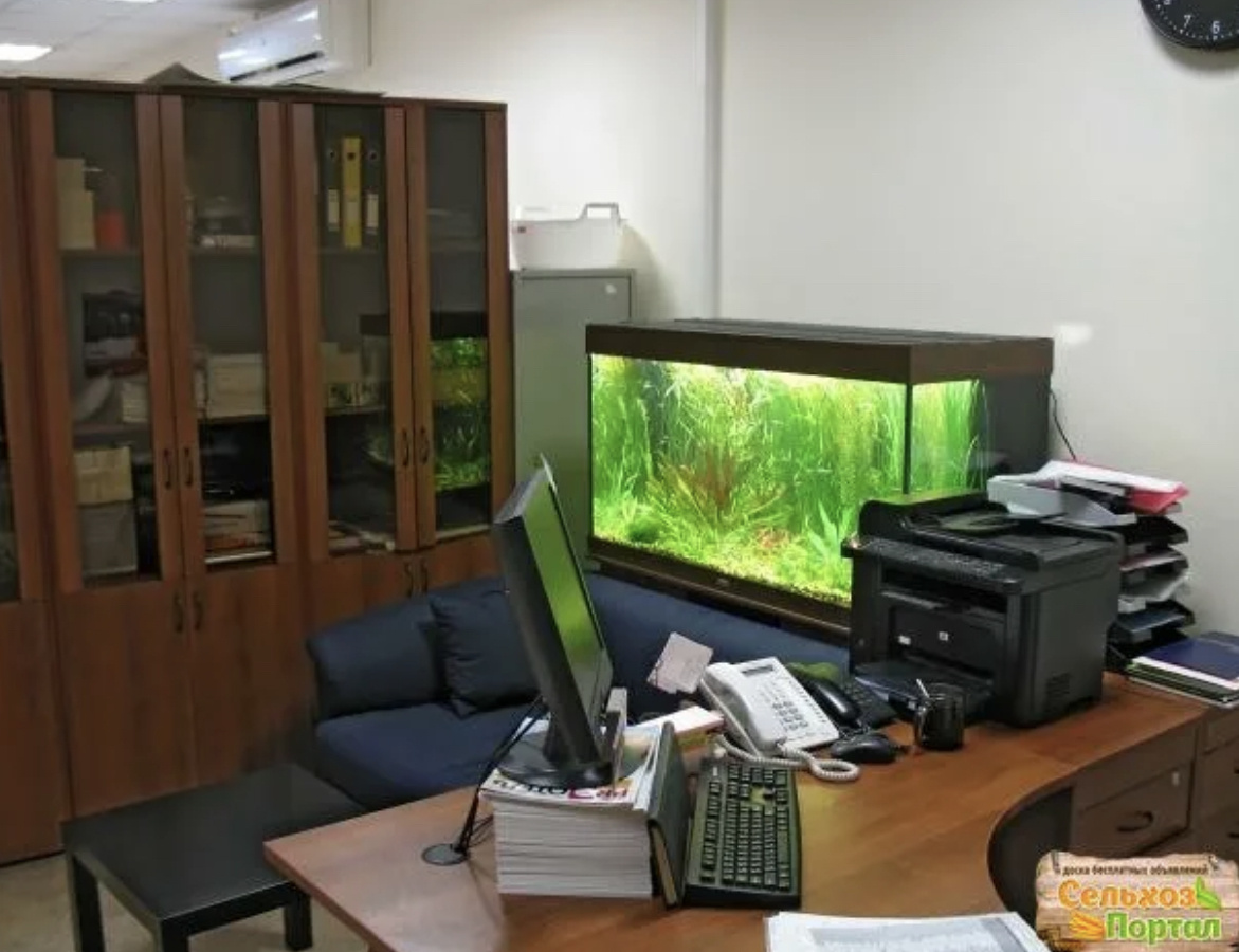 Рыбки не только радуют глаз и успокаивают, но и меняют атмосферу вокруг вашего рабочего пространства. Если вы поставите на рабочий стол небольшой аквариум с рыбками, это придаст вам собранности и внимательности.