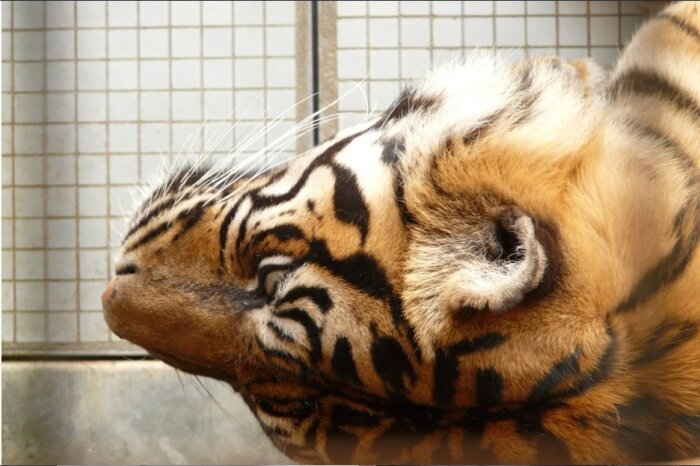 В лучшем случае пойманная тигрица отправится на реабилитацию в Центр «Амурский тигр» / Фото: pxhere.com