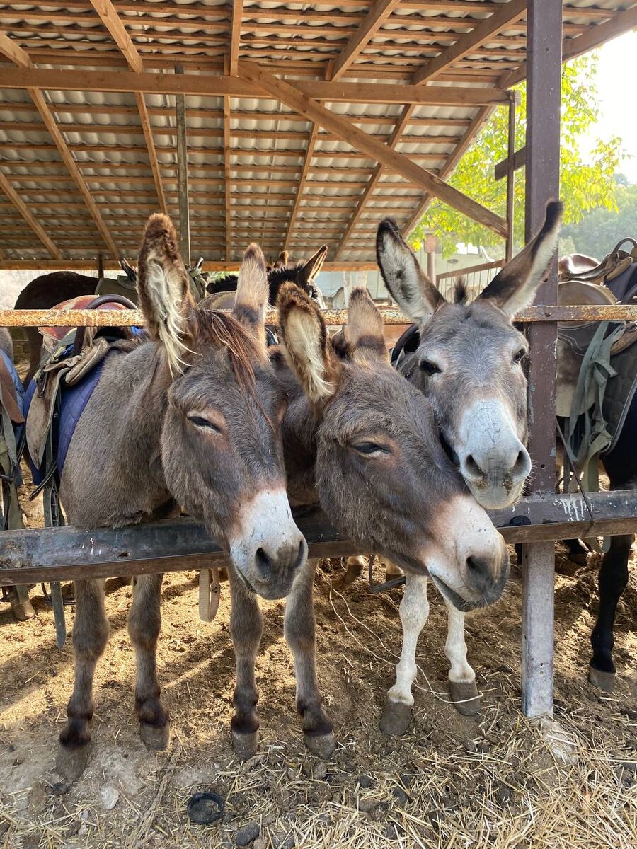 Красавчики 