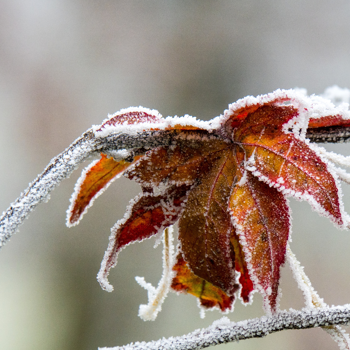 <a href="https://ru.freepik.com/free-photo/selective-focus-shot-beautiful-autumn-leaves-covered-with-frost-with-blurry-background_10835749.htm#fromView=image_search_similar&page=1&position=0&uuid=897d3841-3298-4291-870e-f9b81216e3e2">Изображение от wirestock на Freepik</a>