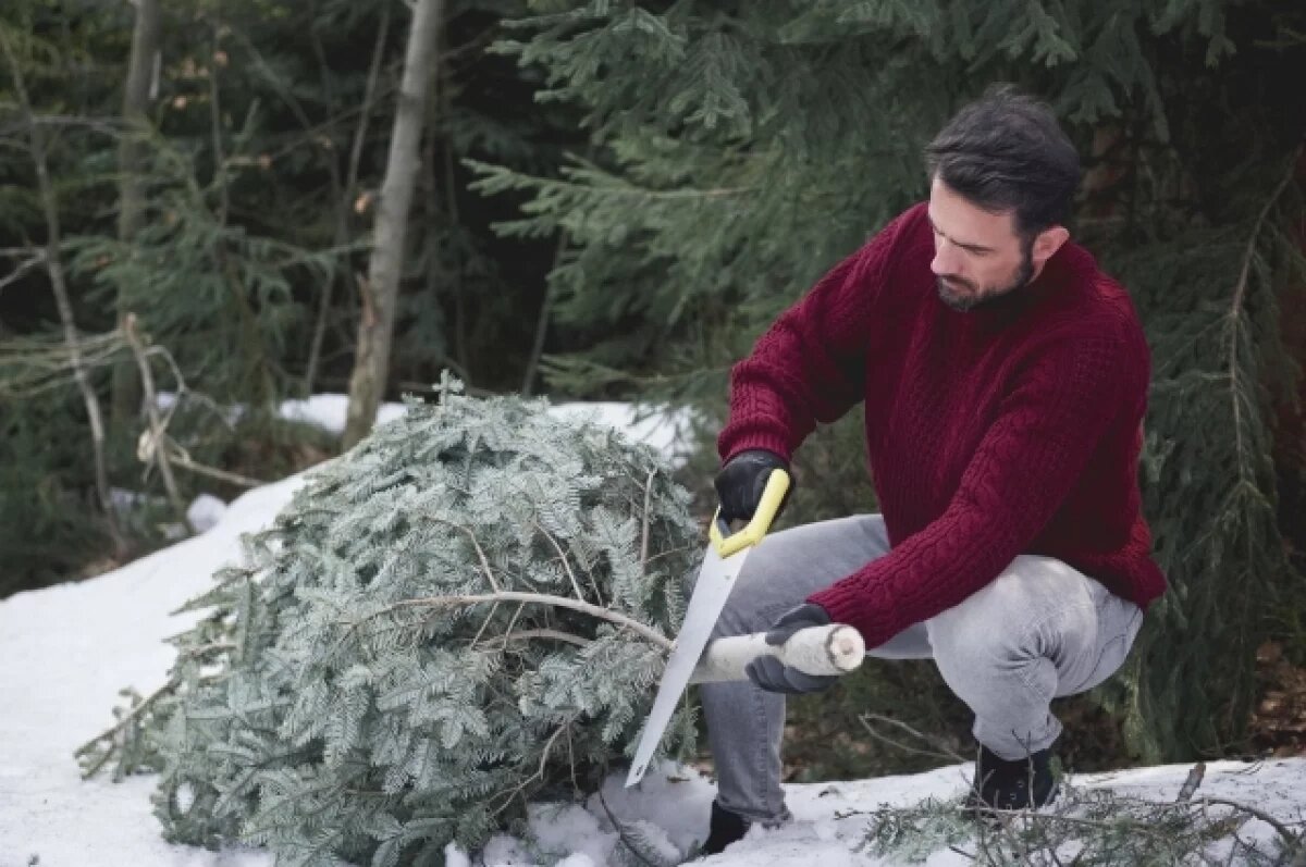    Елки по цене от 8 рублей можно купить в нижегородских лесничествах