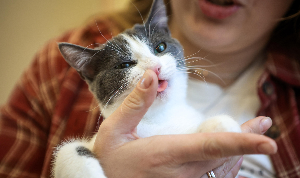 Фото: Ростислав Нетисов, nsknews.info