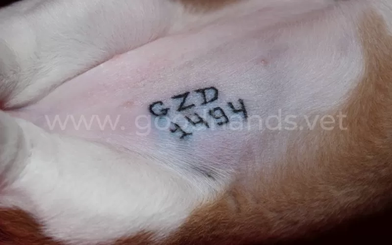 клеймо в паховой области