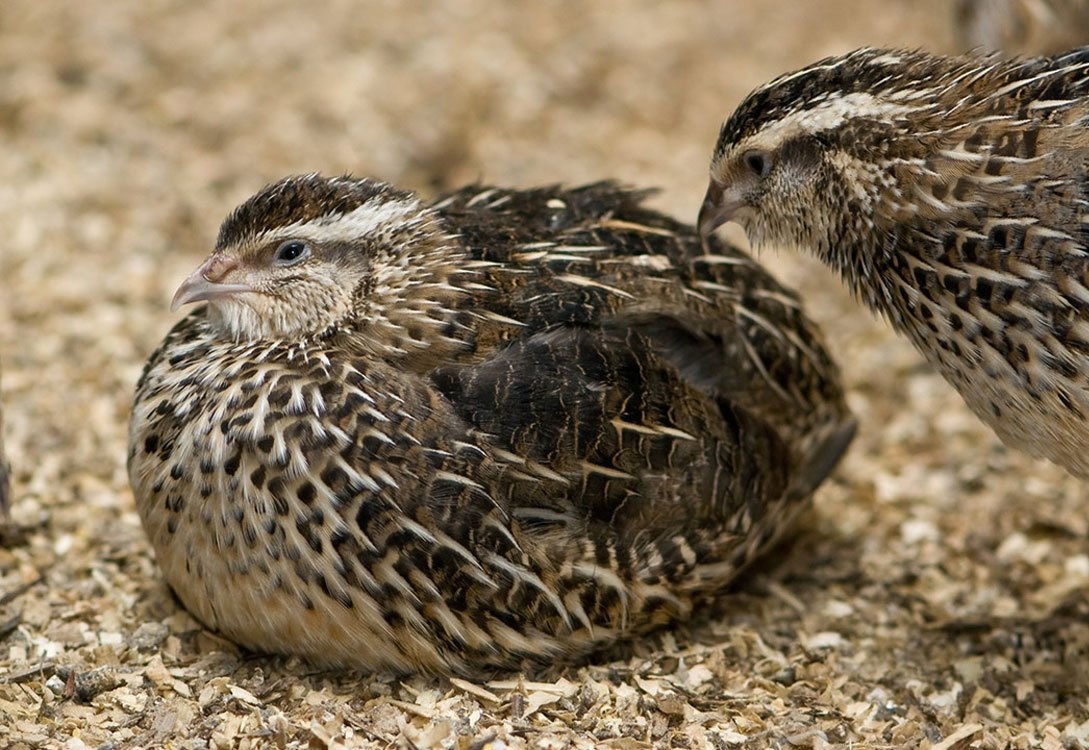 Источник: arriah.ru