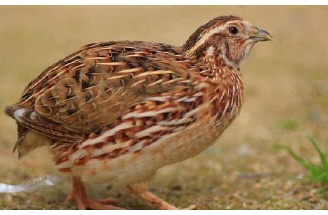 Источник: pticaopt.ru