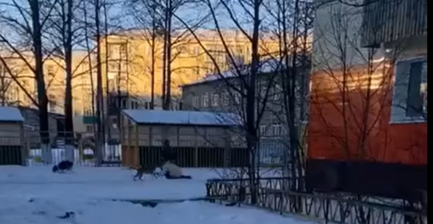     Вокруг упавшей на снег жертвы носятся дворняжки, которых криками отгоняет хозяйка — скрин видео https://vk.com/clip-40123810_456246460?ref_domain=astv.ru