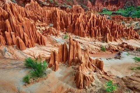 Красные цинги Мадагаскара.