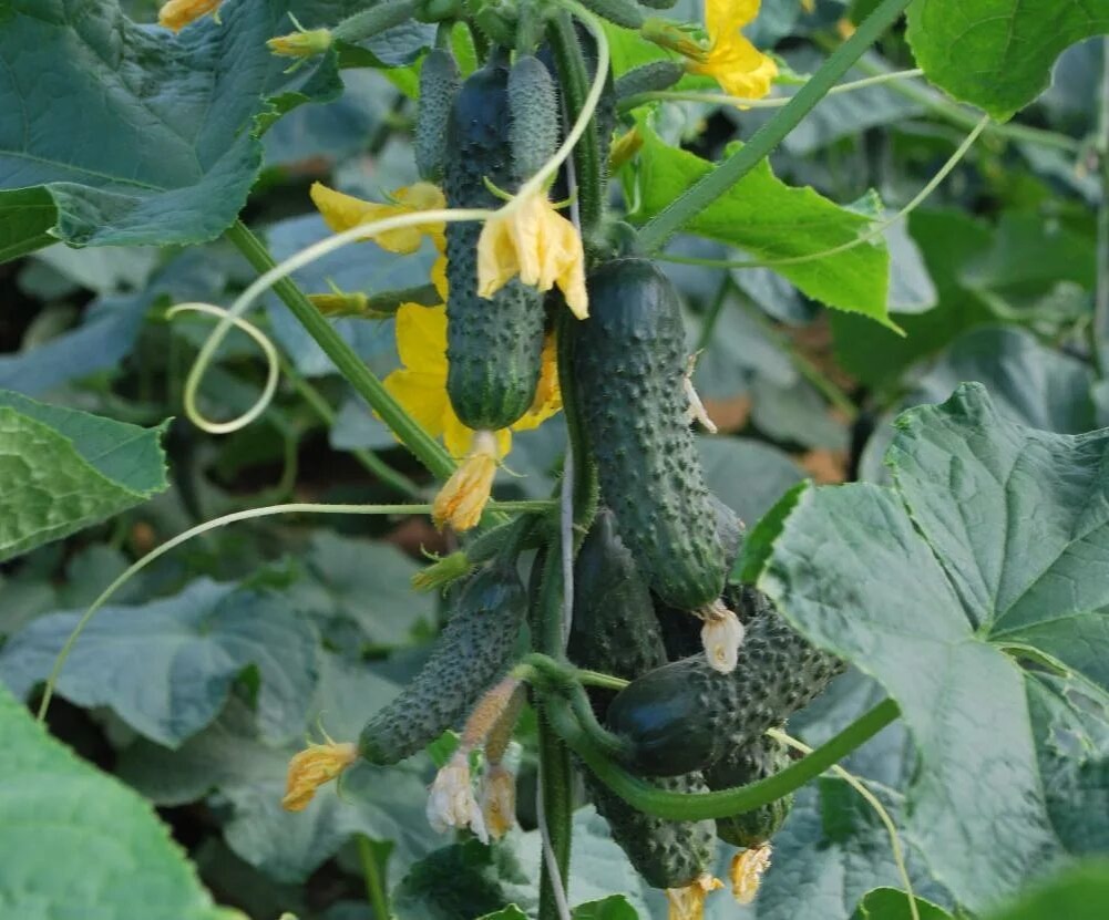 Сорт Каролина 