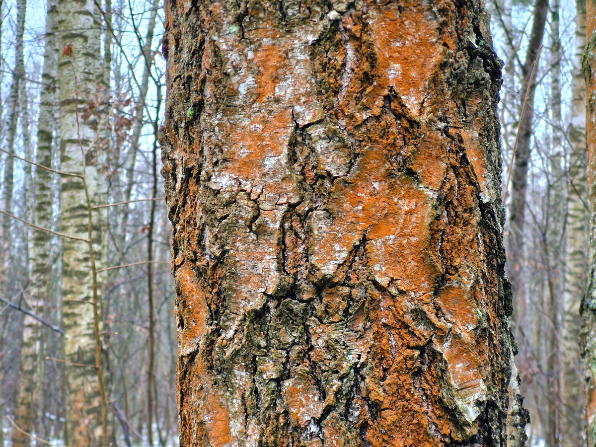 стволы берёзы красного цвета, фото автора