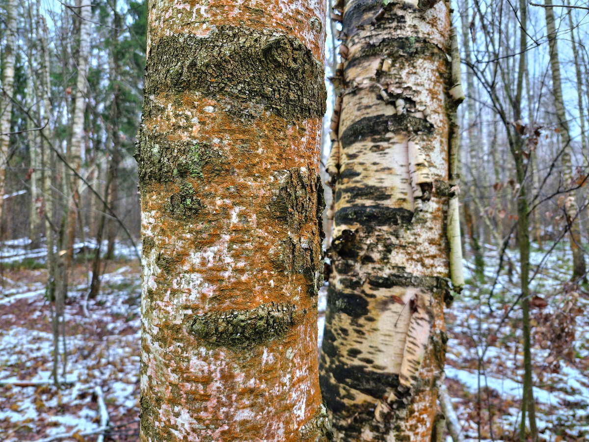 стволы берёзы красного цвета, фото автора