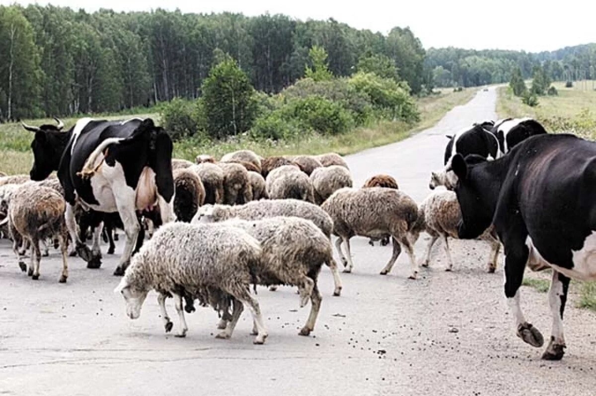    В Воронежской области введён карантин по бешенству