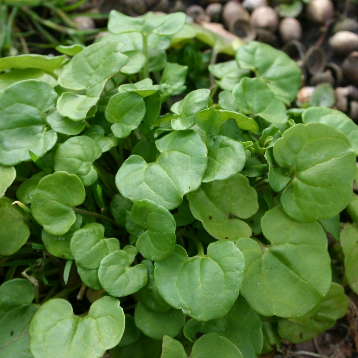 Ура, свежая зелень!