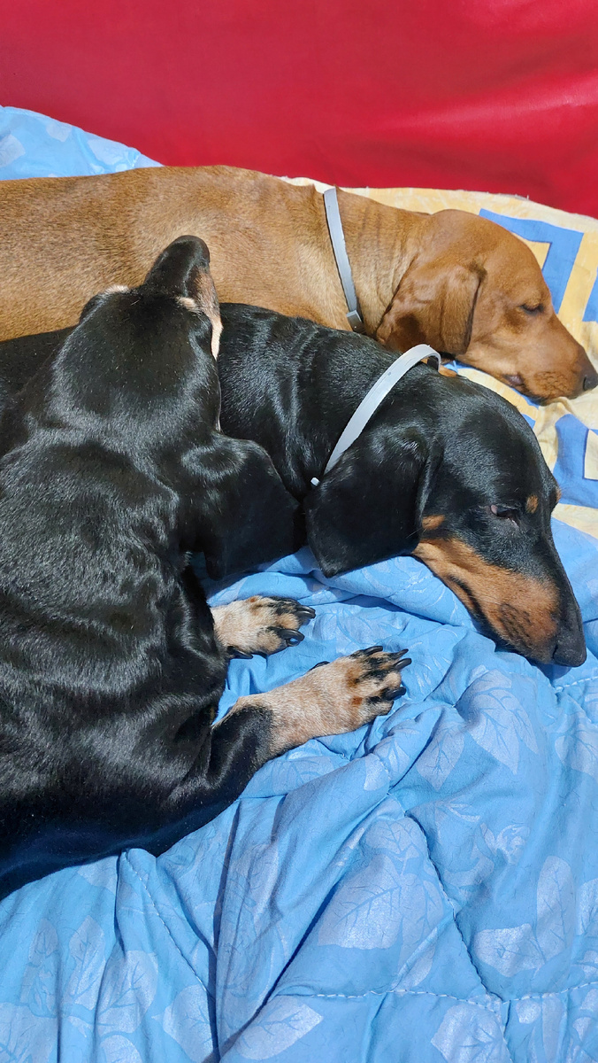 Три меховых бревна