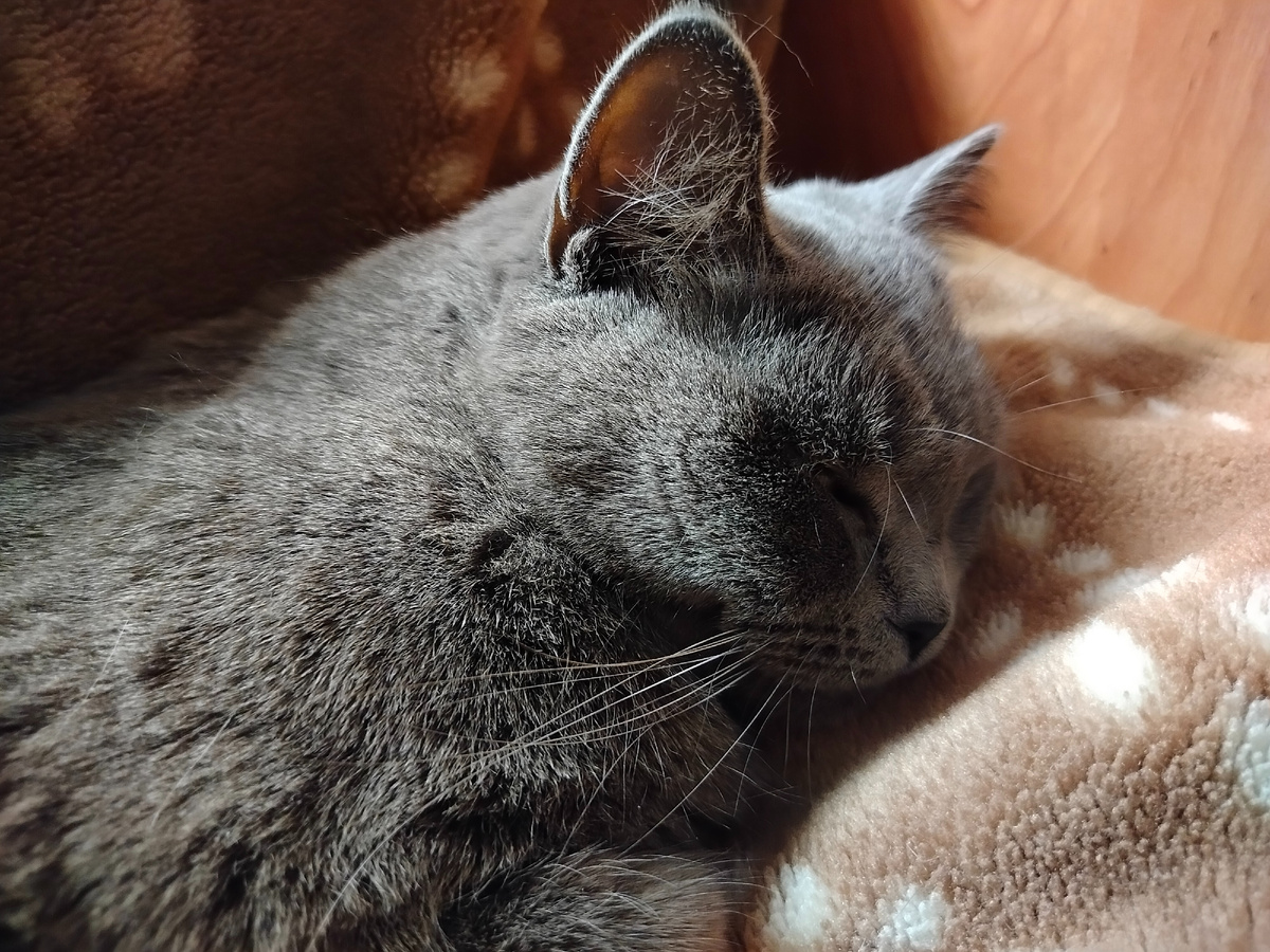 И даже можно не мурлыкать, сон сам приходит