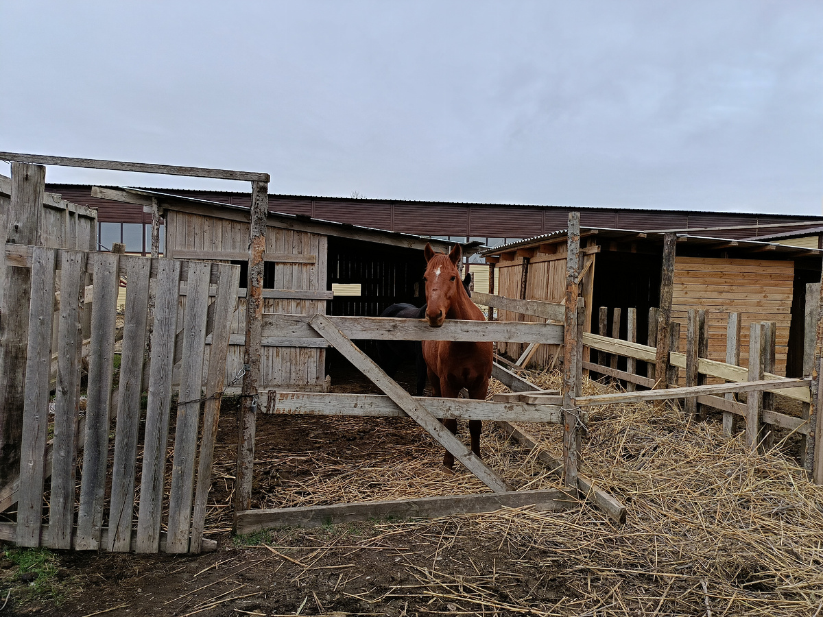 Конный клуб целебный. Фото автора