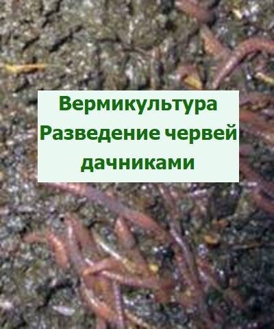 вермикультура