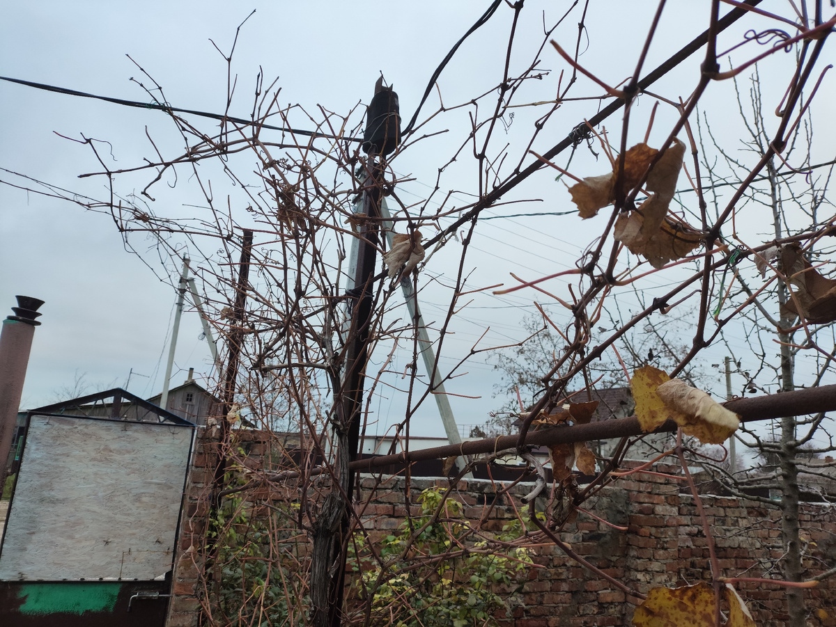 Ежовый виноград )))